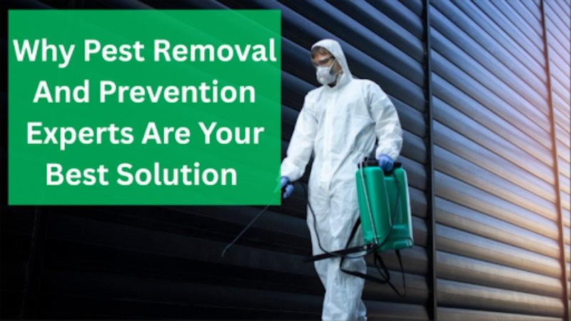Pest Removal And Prevention Experts